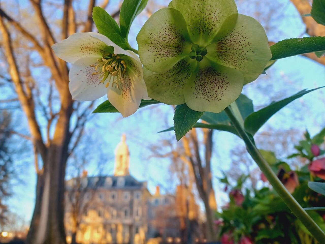 <p>Thank you to all who participated in the 2025 Penn State Today spring photo contest! We received an incredible selection of photos showcasing spring at Penn State. The winning photo was submitted by Bethany Stitzer, an undergraduate student studying biomedical engineering at University Park, and highlights spring blossoms surrounding Old Main on a quiet April morning. See more top submissions, as selected by Penn State Today editors, in this photo gallery. </p>