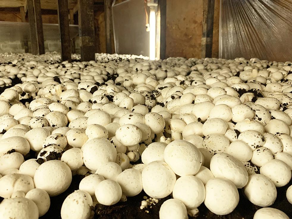 IST faculty, students develop digital solutions to help mushroom farmers