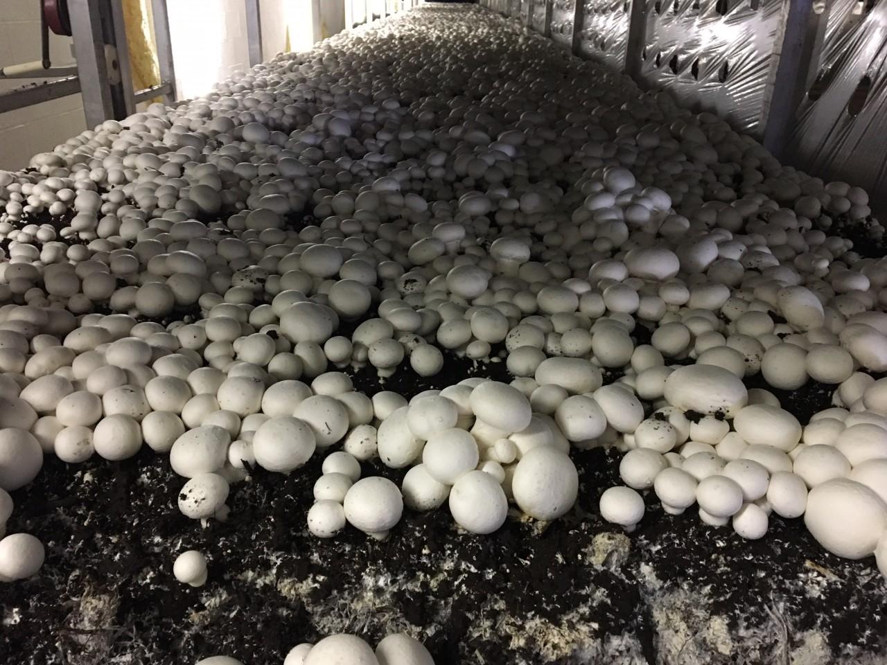 USDA grant supports Penn State research on mushroom industry automation